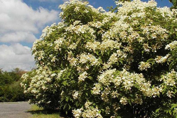 taille des arbustes a fleurs taille des arbustes a fleurs